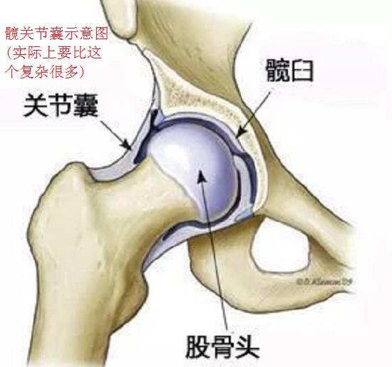 髋关节囊