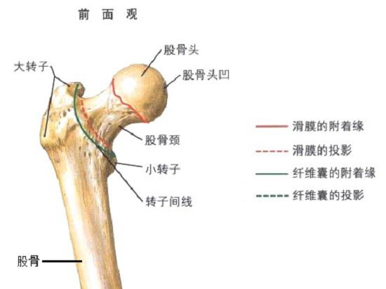 股骨
