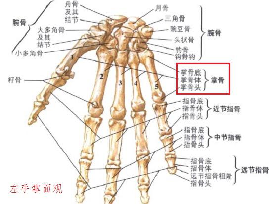 手部的骨骼（包括掌骨）