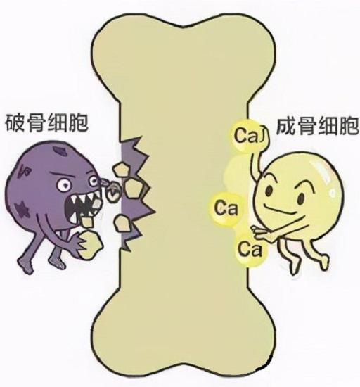 破骨细胞与成骨细胞