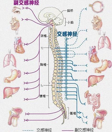 交感神经和副交感神经