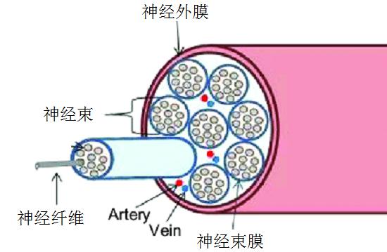 神经组织构造示意图