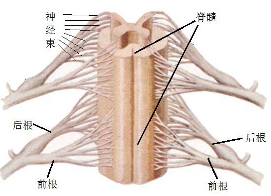 脊髓和神经根