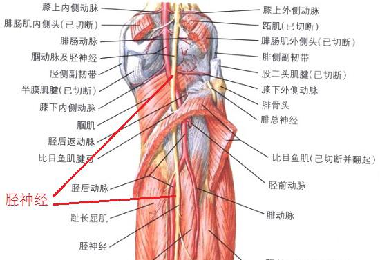 胫神经（周围神经）