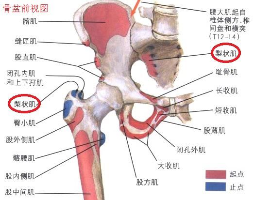 梨状肌的起止点