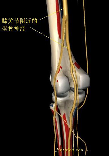 膝关节附近的坐骨神经