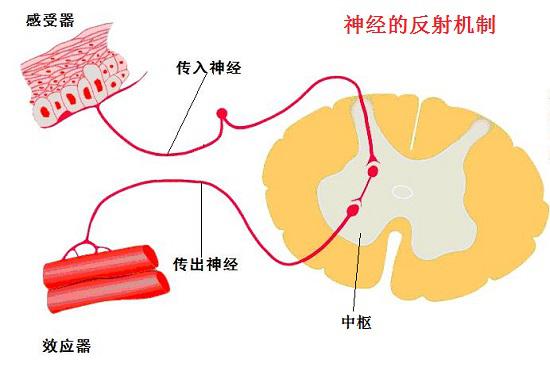 反射机制