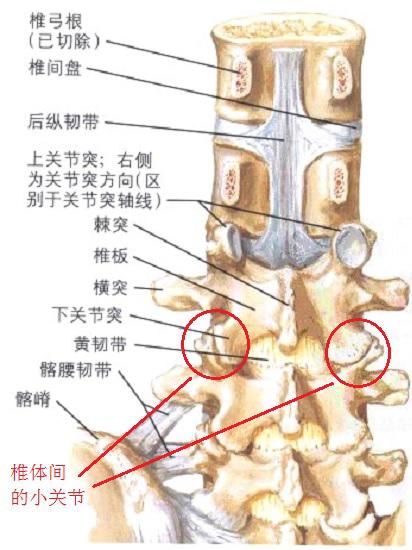 腰椎