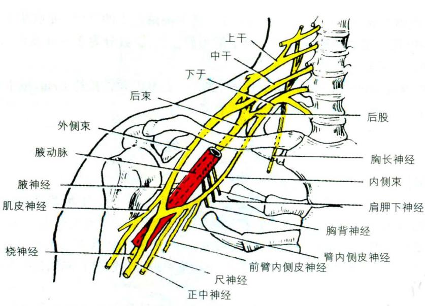 肩颈处重要的神经组织