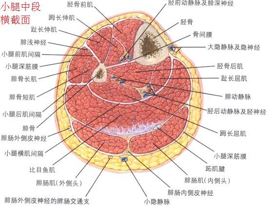 小腿中断横截面