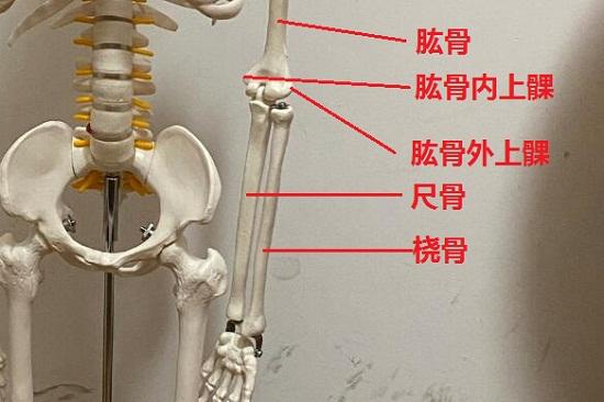 手臂骨骼结构