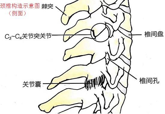 颈椎构造侧面示意图