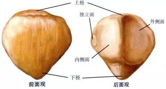 髌骨的外观和形状
