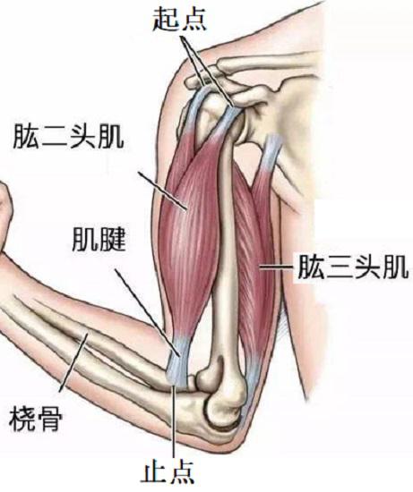 肱二头肌的位置