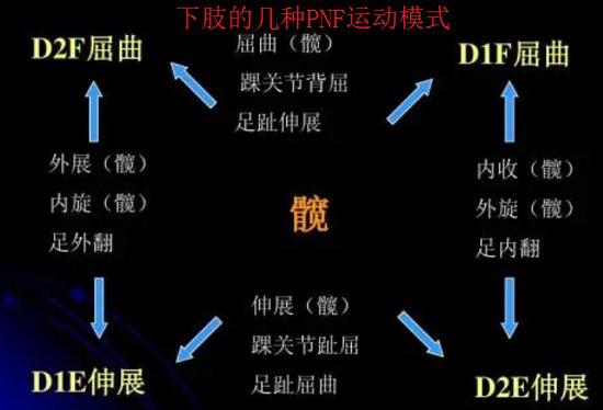 PNF的下肢运动模式
