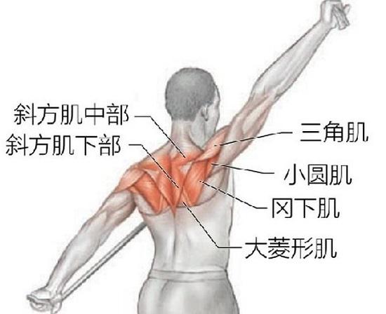 手臂运动的稳定肌