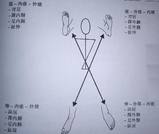 PNF下肢运动模式