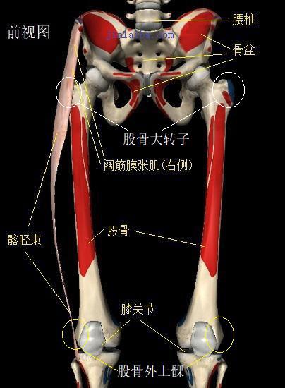 髂胫束、股骨大转子及股骨外侧髁