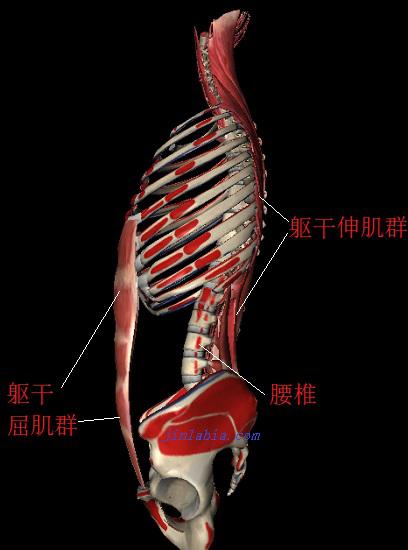 躯干伸肌群和躯干屈肌群
