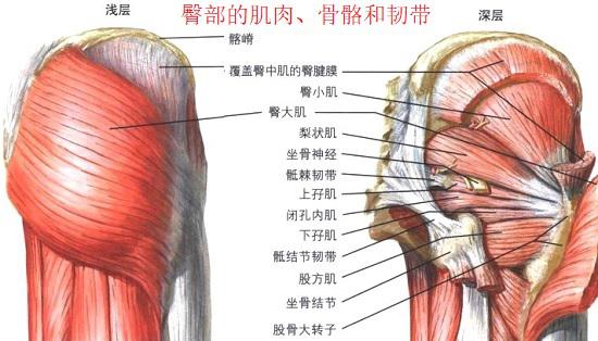 臀部的肌肉、骨骼和韧带