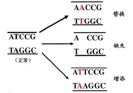 基因变异的方式