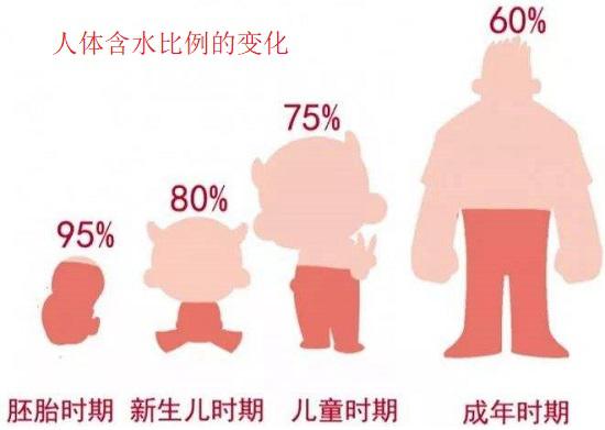人体含水比例的变化