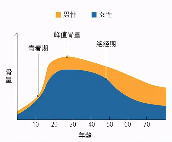 骨量与年龄的关系