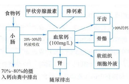 骨骼的代谢过程