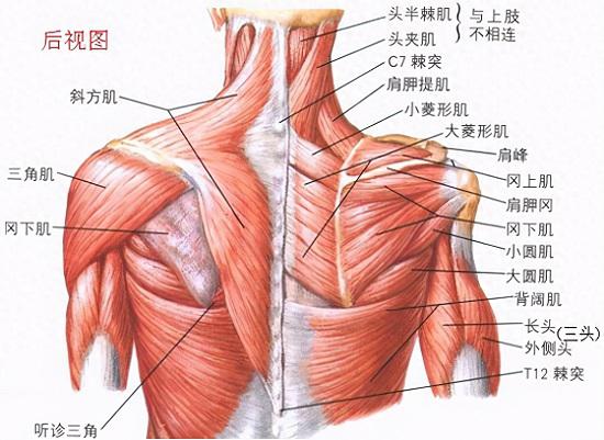 肩背部肌肉（后视图）