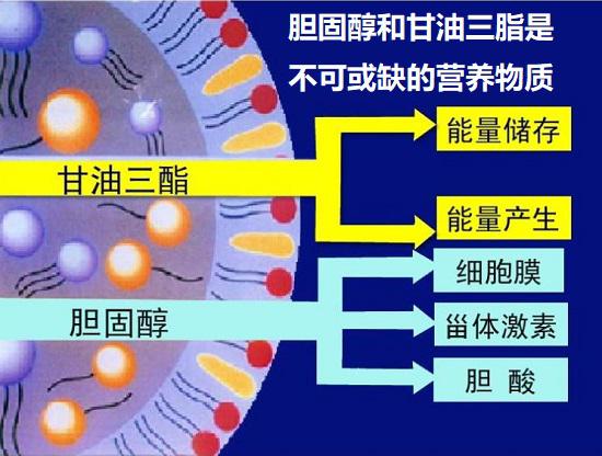 胆固醇和脂肪是人体不可或缺的营养物质