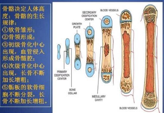 骨骼的生长过程
